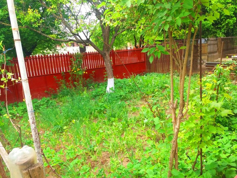 Snagov, Lipia,