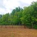 Snagov, Lipia,